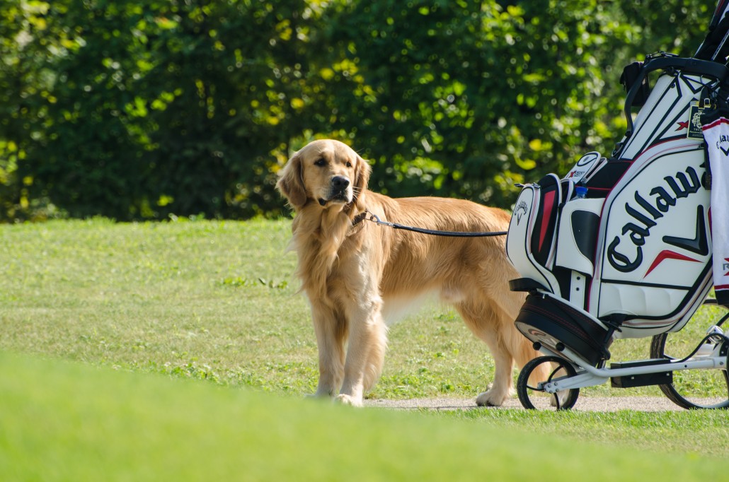 golf mit hunden 8